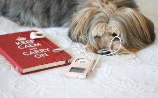 2019年湖北成教报名